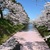 満開の桜に包まれた青森旅行記
