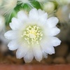 マミラリア・カルメナエの愛らしい花の記録と特徴を紹介します。