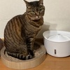 スマホショルダー