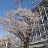 朝７時と22時の桜