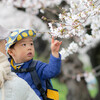 埼玉・越谷の元荒川桜堤で桜のトンネルを楽しむ