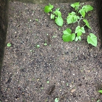朝顔観察日記まとめ 色々な書き方と小学生の夏休みの宿題と ただびとのブログ