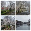 さくら⋯近場①
