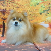 ポメラニアンの麻凛ちゃん