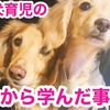 【犬 多頭飼い】先住犬育児の反省から学んだ事