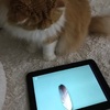 ふるさと納税でiPad Air2　128GBを！楽天ふるさと納税でポイント10倍でゲット☆