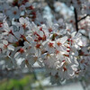 桜の季節のお散歩