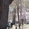 札幌の桜　その２　2024・春