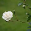 白いバラ　：　茨城県フラワーパーク