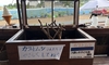 カブトムシ、カミキリムシがめっきりと減りました