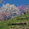 満開の桜を愛でに飯田まで