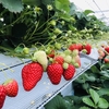 完熟いちご🍓狩り情報　2月25日(火)開園日です‼️✨