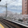 アジアな空間　その２０９６　週末のお花見は期待薄　神田川沿いの桜パト　の巻