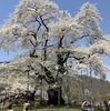 荘川桜と白山の絶景ツーリング｜春の雪山と桜をMT-07でめぐる一日旅