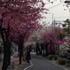 東立石のかわばたコミュニティ通りは八重桜が満開