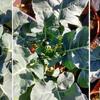 ブロッコリーの花蕾が全然出来ない