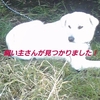 迷い犬の飼い主さんが見つかりました！(厚岸町)