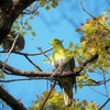 2022.4.8　大阪城で野鳥探し.......12選