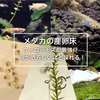 メダカの産卵床はウィローモスがおすすめ！驚くほど卵が採れる！