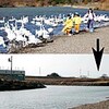 コハクチョウ消えた　130羽、早すぎる帰郷？　川島・越辺川（埼玉県）