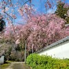 【京都】西山、『善峯寺』桜