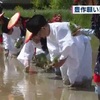 早乙女姿の女性が田植え 天草市で豊作願う「御田植祭」