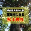 パワースポット！県内最大級の大杉！匝瑳市にある松山神社に行ってきました。