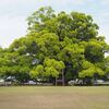 寂心さんの樟・寂心緑地