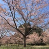 長湯に桜の名所が…