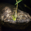 オオサンショウウオ Andrias japonicus