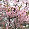 栃木県の桜：みずほの自然の森公園