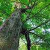 trunk