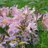 時々突然に花が咲いているのを見つけます🌼