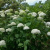 紫陽花に雨したたって嬉しそう