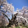 「ブギウギ」視聴率15.9% 前作「らんまん」下回る