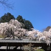 十輪寺（なりひら桜）