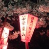 夜桜を見に目黒川へ