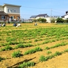 神原町花の会(花美原会)( ４８１)        ポピー畑の除草を中心とした協同活動を行った