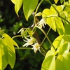 ムベに花が咲きました
