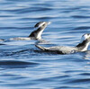 紀北で今冬初の確認　海鳥カンムリウミスズメ