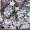 2024年の札幌の桜の開花宣言は4月18日！1953年の統計開始以来2番目に早い開花となりました