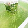 水耕栽培で生える藻について。特に悪さをしないので私は対策をしていません