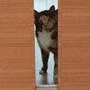 ねこ里親生活【８６８日目】おしゃべりが増える