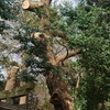 神社のシイノキの木登り伐採　３日目
