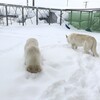 サラサラの雪質