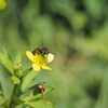 春に目にする黄色いお花９選！身近な山野草を観察しよう