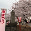 合浦の桜