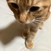 暖かすぎてとネコの性別