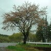 今朝の桜