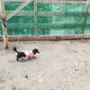 犬のプロフェッショナルの集い！！